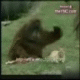 Benutzerbild von wombat